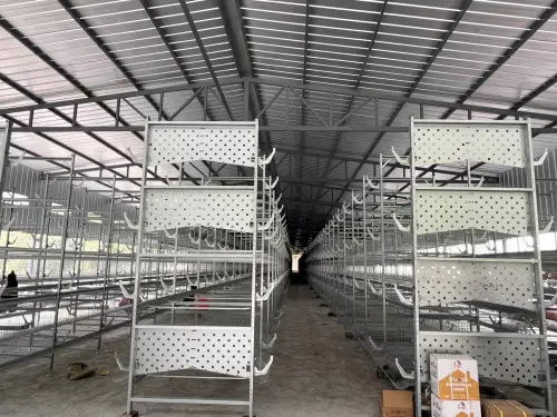 80后大學生返鄉(xiāng)創(chuàng)業(yè)，蛋雞養(yǎng)殖年銷售額破億元