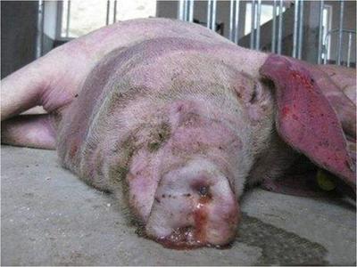 豬咳嗽喘氣總治不好？專家教你一招，科學(xué)治愈呼吸道疾病